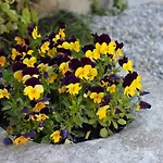 Rubino Con Giardino E Jacuzzi Vista Stresa