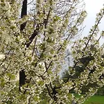 Appartamento Rubino Con Giardino E Jacuzzi Vista *