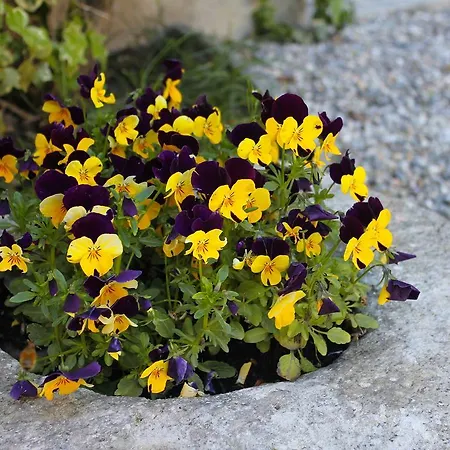 Rubino Con Giardino E Jacuzzi Vista 스트레사