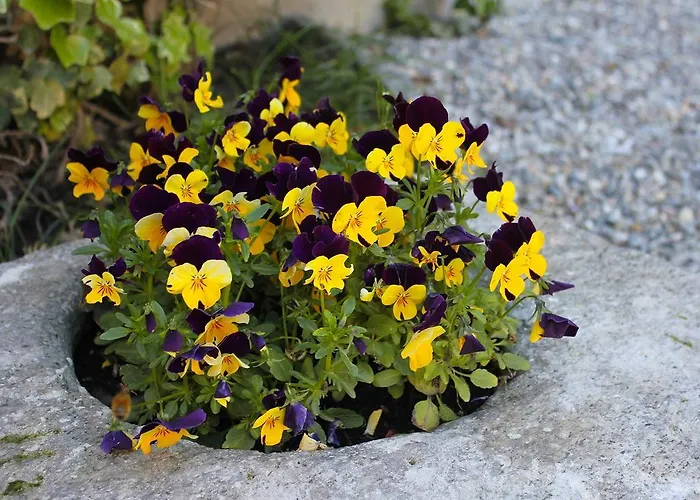 Rubino Con Giardino E Jacuzzi Vista Στρέσα